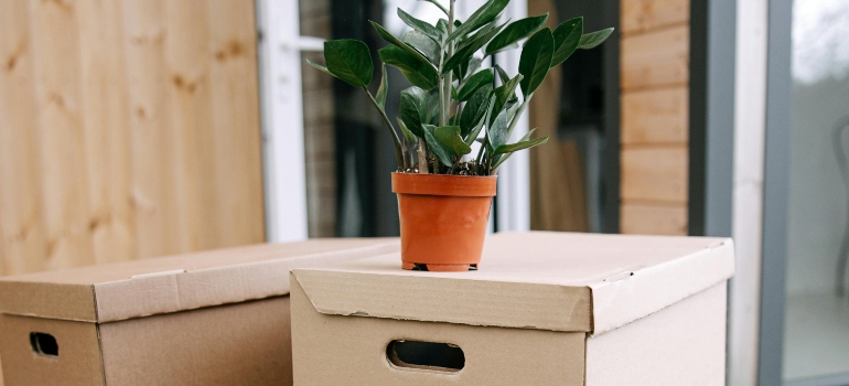 A green plant is on the carton boxes ready for relocation with Ballwin movers.